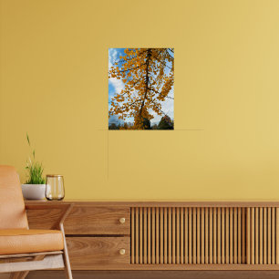 Affiche Feuilles de Ginkgo jaunes photographiques
