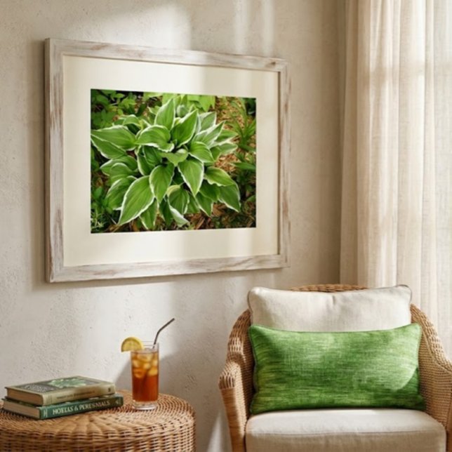 Affiche Feuilles de Hosta Plante Lys Plaintain (Créateur téléchargé)