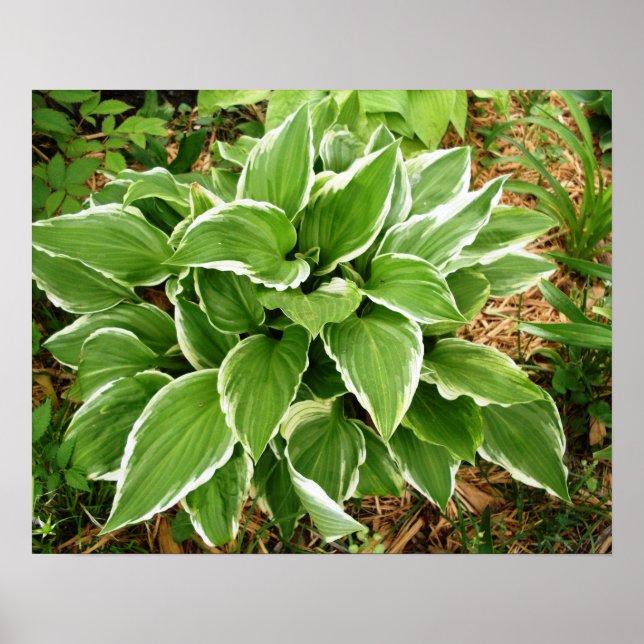 Affiche Feuilles de Hosta Plante Lys Plaintain (Devant)