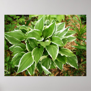 Affiche Feuilles de Hosta Plante Reine des Hêtres