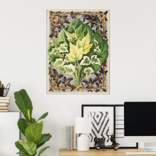Affiche Feuilles de lierre de Shirley Hibberd art botaniqu