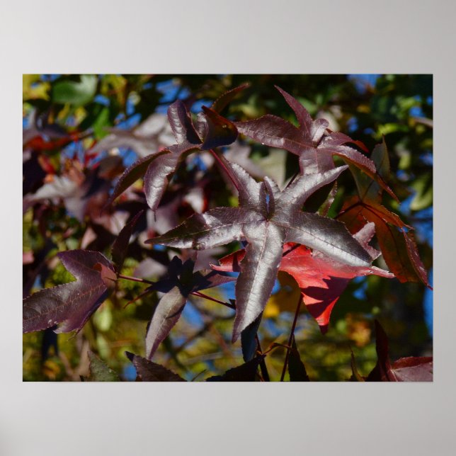 Affiche Feuilles de Liquidambar en Automne (Devant)