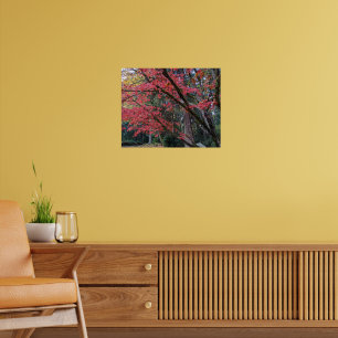 Affiche Feuilles de Maple Rouges sur l'Arbre Botanique