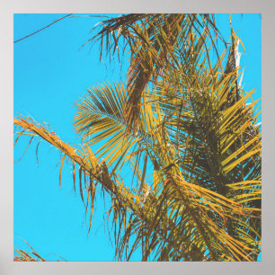 Affiche Feuilles de palmier ciel turquoise