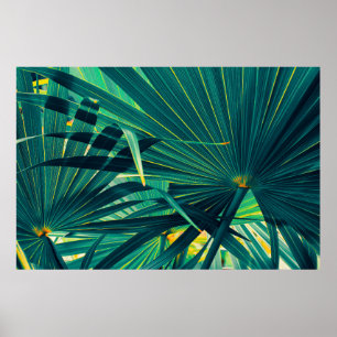 Affiche Feuilles de palmiers tropicaux