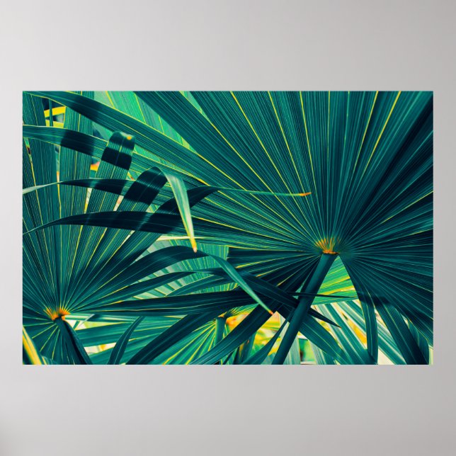 Affiche Feuilles de palmiers tropicaux (Devant)