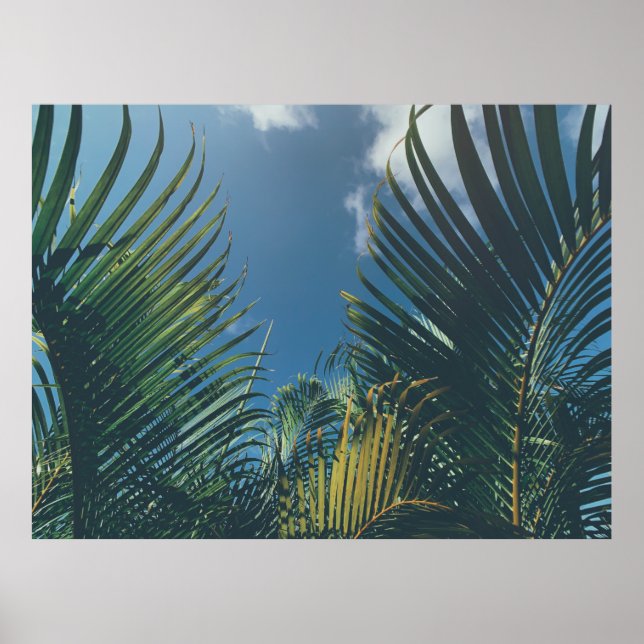 AFFICHE FEUILLES DE PALMIERS TROPICAUX (Devant)