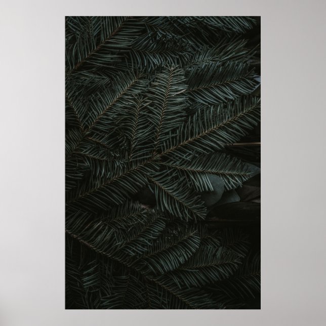 Affiche Feuilles de pins verts (Devant)