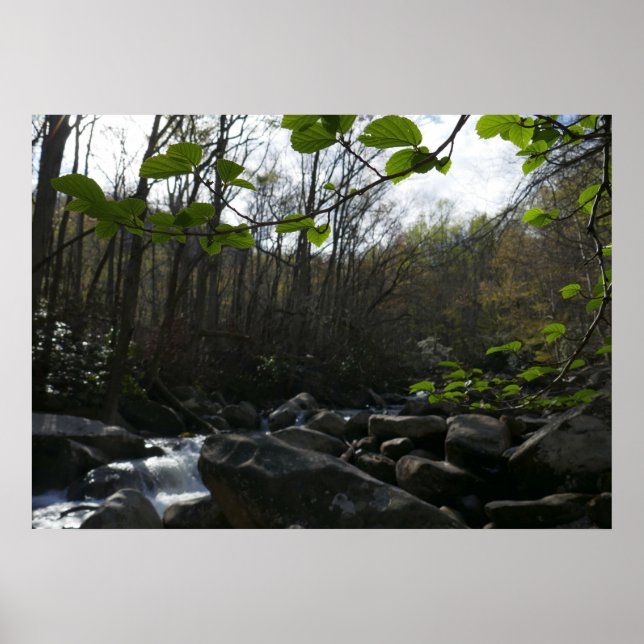Affiche Feuilles de printemps à la rivière Little Pigeon (Devant)
