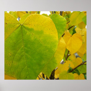 Affiche Feuilles de redbud jaunes et vertes