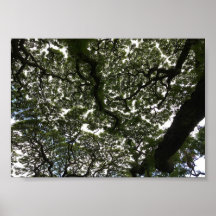 Feuilles de saumons rouges