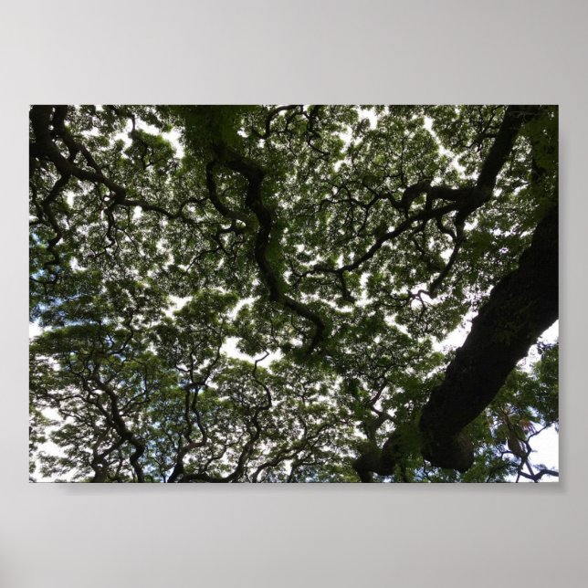 Affiche Feuilles de saumons rouges (Devant)