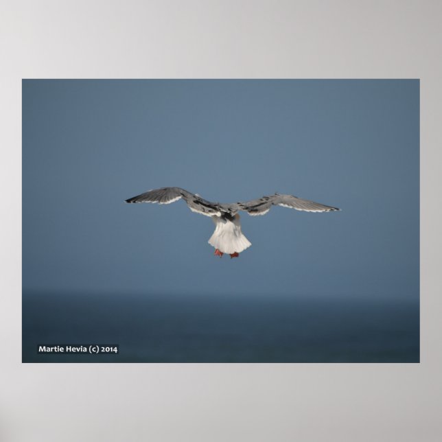 Affiche Feuilles de Seagull (Devant)