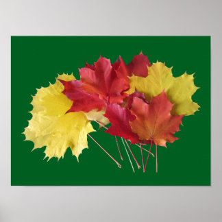 Affiche Feuilles d'érable