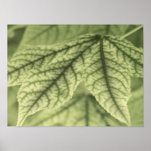 Affiche Feuilles d'érable