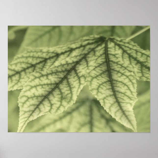 Affiche Feuilles d'érable (Devant)