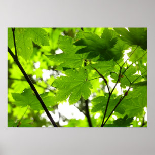 Affiche Feuilles d'érable avec Raindrops
