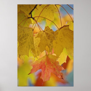 Affiche feuilles d'érable rouge et jaune, dans le sud