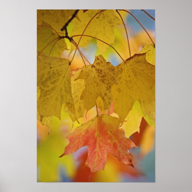 Affiche Feuilles d'érable rouges et jaunes, dans le sud (Devant)