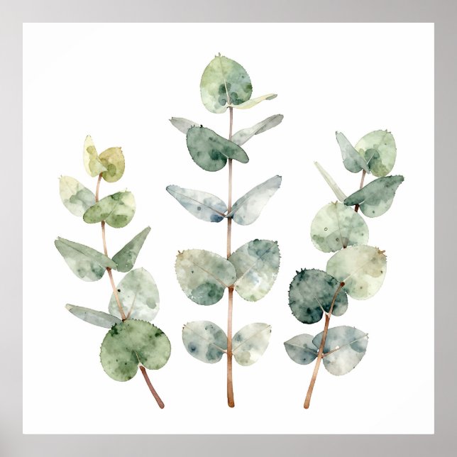Affiche Feuilles d'eucalyptus botanique à l'aquarelle (Devant)