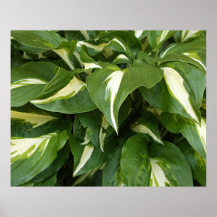 Affiche Feuilles d'Hosta
