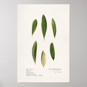 Affiche Feuilles d'olive (Olea Europaea)