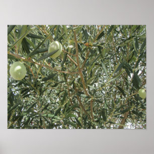 Affiche Feuilles d'oliviers