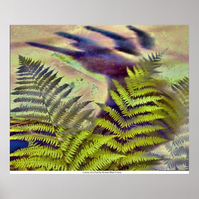 Affiche Feuilles d'une foune par Rowan Blair Colver (Devant)