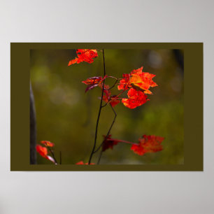 Affiche Feuilles et Branches Rouges