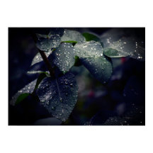 Feuilles et Raindrops de Dark Green