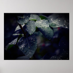 Affiche Feuilles et Raindrops de Dark Green