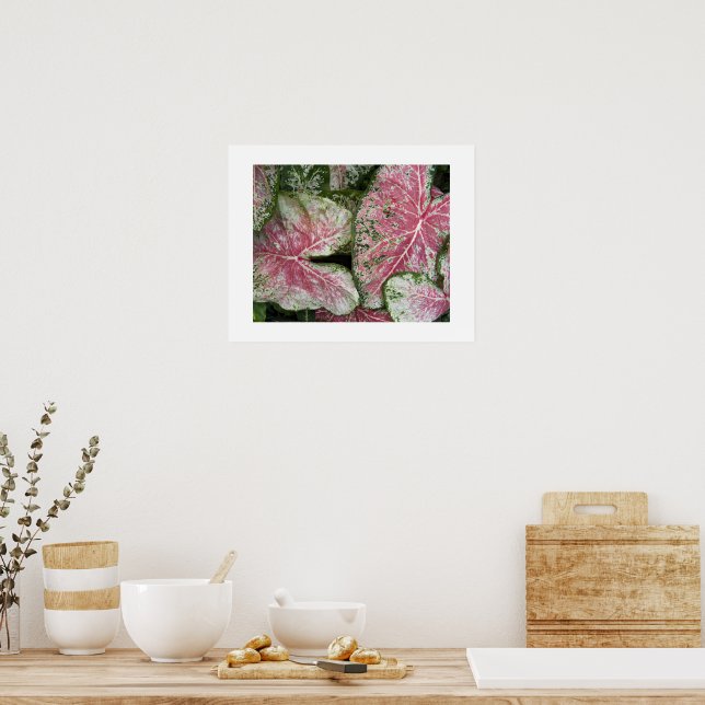 Affiche Feuilles Florales de Caladium Rose (Cuisine)