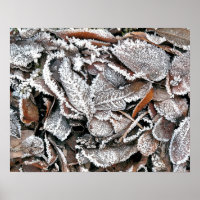FEUILLES HIVER