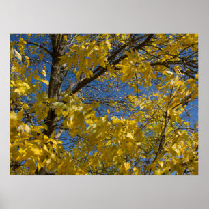 Affiche Feuilles jaunes sur la photo des cendres automnale