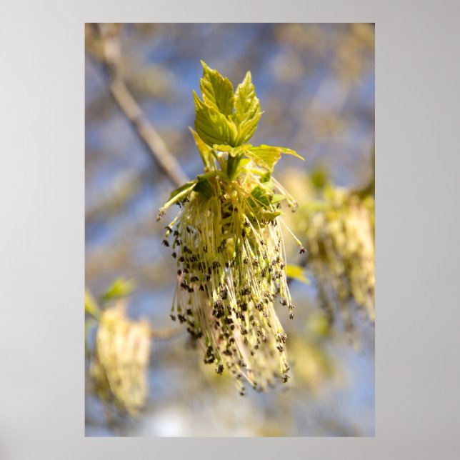 Affiche Feuilles mignonnes en photo de printemps (Devant)