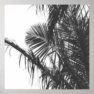 Affiche Feuilles Monochrome Noir Blanc Palm Tree