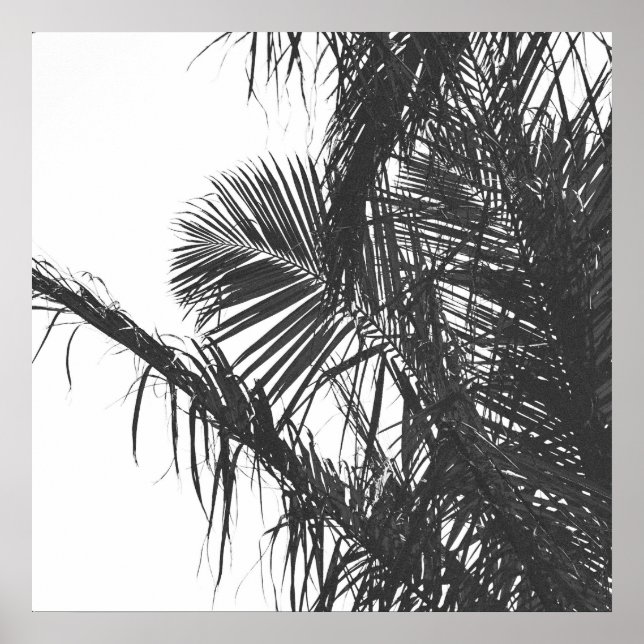 Affiche Feuilles Monochrome Noir Blanc Palm Tree (Devant)