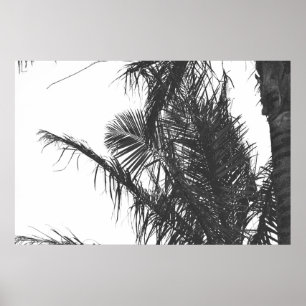 Affiche Feuilles Monochrome Noir Blanc Palm Tree