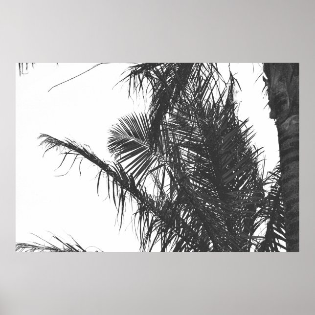 Affiche Feuilles Monochrome Noir Blanc Palm Tree (Devant)