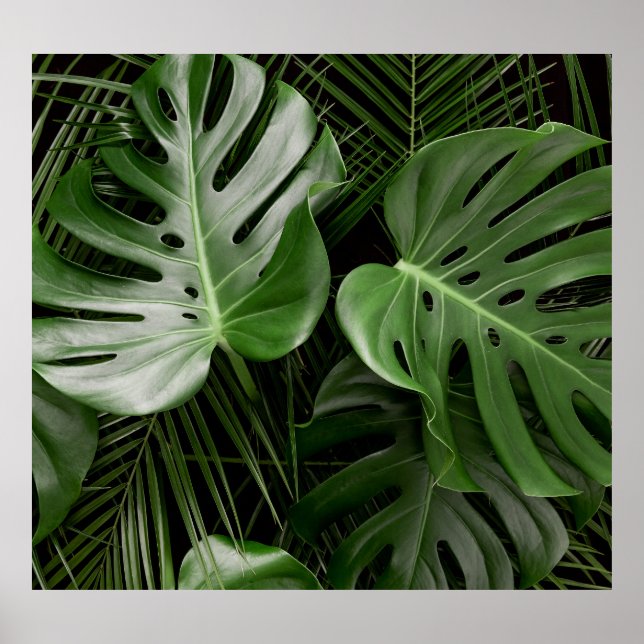 Affiche Feuilles Monstera, aménagement tropical de luxe. (Devant)