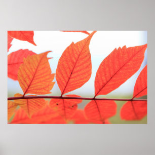 Affiche Feuilles oranges d'automne