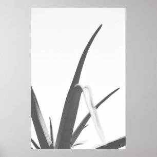 Affiche Feuilles Plantes en aloès noir noir