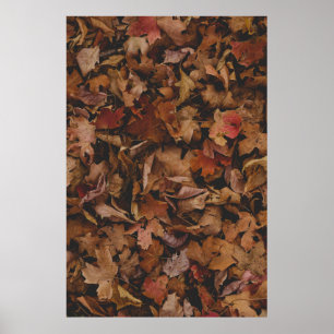 AFFICHE FEUILLES ROUGES ET BROWN AU SOL
