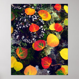 Affiche Feuilles sur un rocher couvert de lichen, Rocheuse