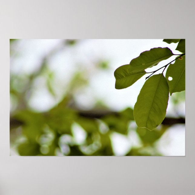 Affiche Feuilles Vertes (Devant)