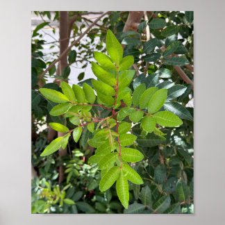 Affiche Feuilles verts - Gros plan Nature A3
