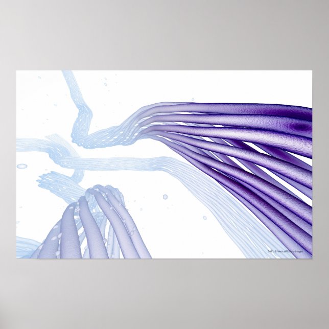 Affiche Fibres nerveuses stylisées (Devant)