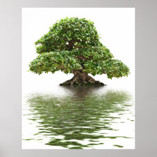 Affiche Ficus bonsai