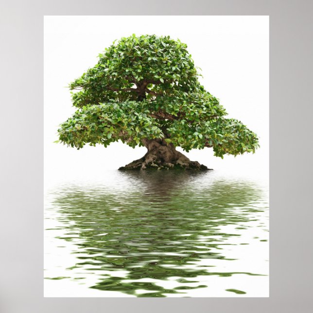 Affiche Ficus bonsai (Devant)
