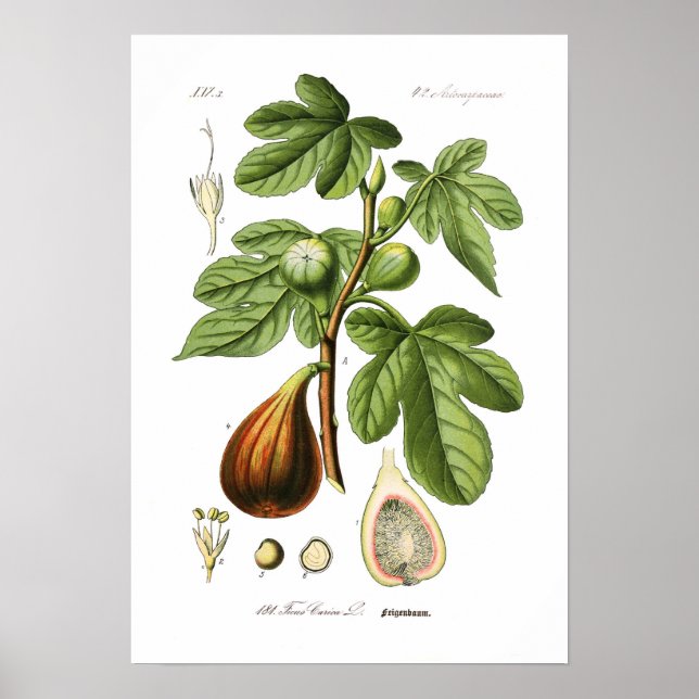 Affiche Ficus carica (Fig.) (Devant)